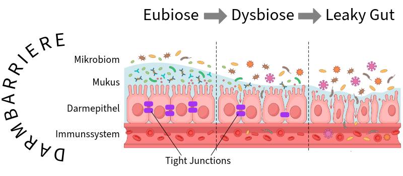 Darmbarriere Schutzschichten Dysbiose Eubiose