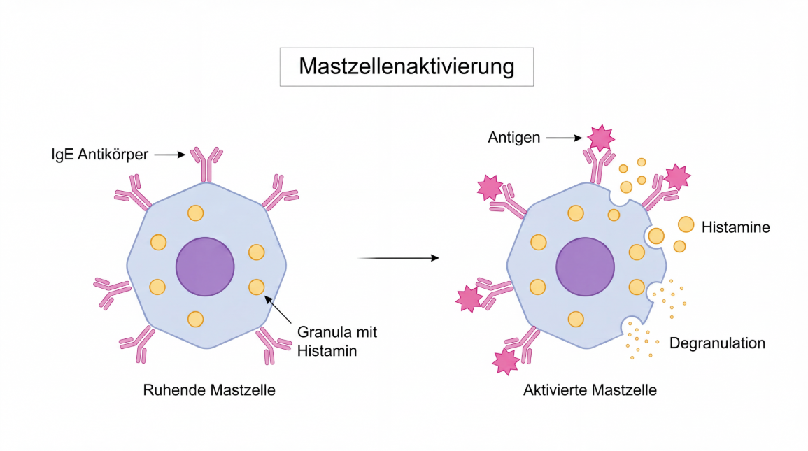 Die Mastzellenaktivierung im Körper und Ausschüttung von Histamin